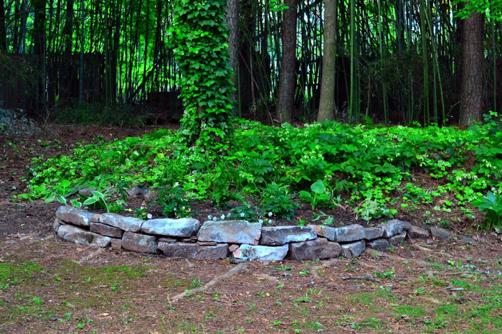 landscaping the yard, gardening, landscape, shade garden with rocks helps cover tree roots