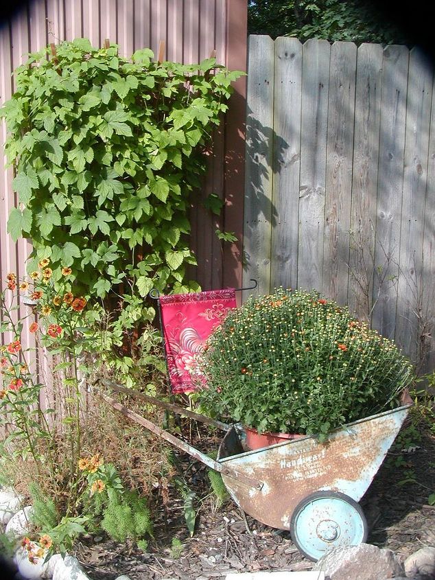 vintage push cart plays a starring role in my michigan garden, gardening, landscape, outdoor living, repurposing upcycling, The early autumn scene shows climbing hops at their peak and the welcome of not yet in bloom all mums This photo is taken along side of our metal pole barn near our home