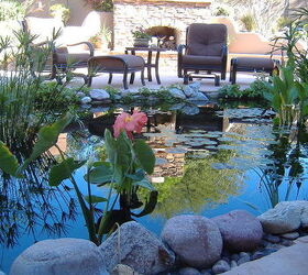 our work, flowers, gardening, outdoor living, pets animals, ponds water features, Lifestyle