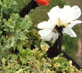 why are ants depositing dirt around the top of my ranunculus, gardening, pest control