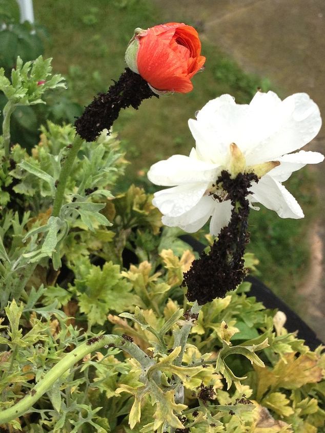 why are ants depositing dirt around the top of my ranunculus, gardening, pest control