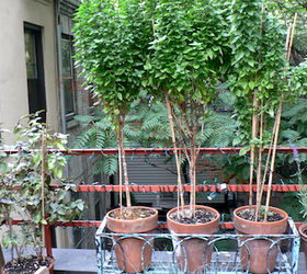 urban hedges part two bamboo trellis, flowers, gardening, outdoor living, pets animals, urban living, In addition to these basil triplets I often plant things in threes