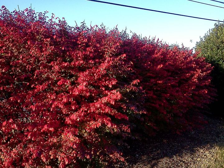 weed wildflower or invasive thug, flowers, gardening, Yes Burning Bush is now on the noxious or invasive plant lists in many states