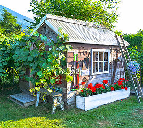 a happy grapevine accident story worth telling, garages, gardening, outdoor living, repurposing upcycling, My cute little rustic garden shed is wearing a new outfit this summer The grapevine has taken over and I couldn t be more pleased