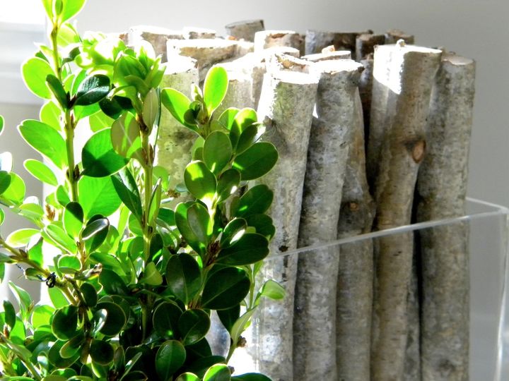 birch branches and boxwood, home decor
