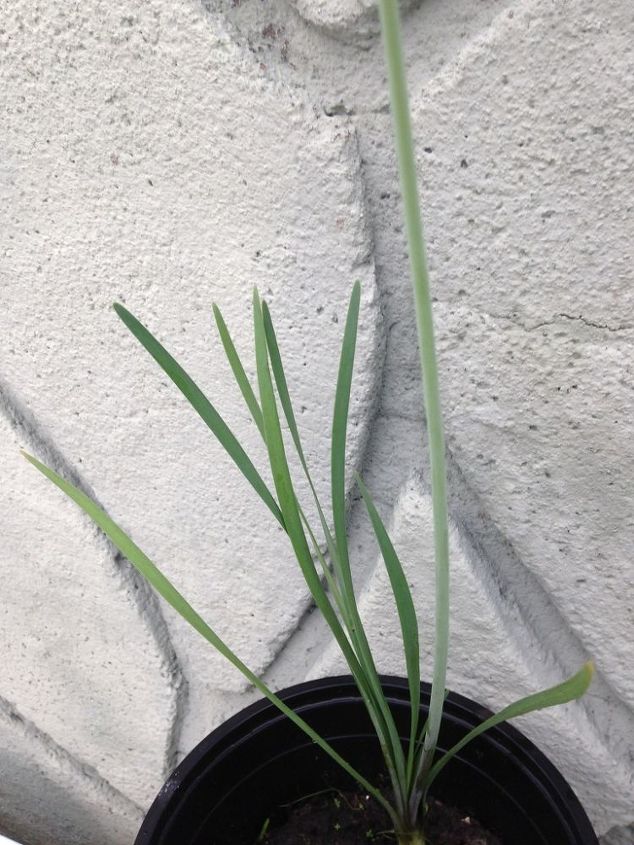 plant identification, gardening