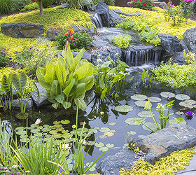 who doesn t want a backyard paradise, gardening, outdoor living, ponds water features, A variety of aquatic plants provide beauty as well as help to filter the pond water