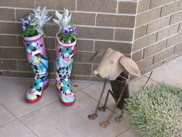 funky wellington boots as planters, gardening, repurposing upcycling, Planted up with purple pansies and a silver plant whose name escapes me for the moment