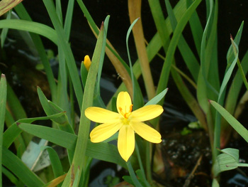 aquatic plants that attract butterflies, flowers, gardening, hibiscus, Yellow Eyed Grass Flowers that attract butterflies Photo courtesy of Enery Water Gardens Arvada CO