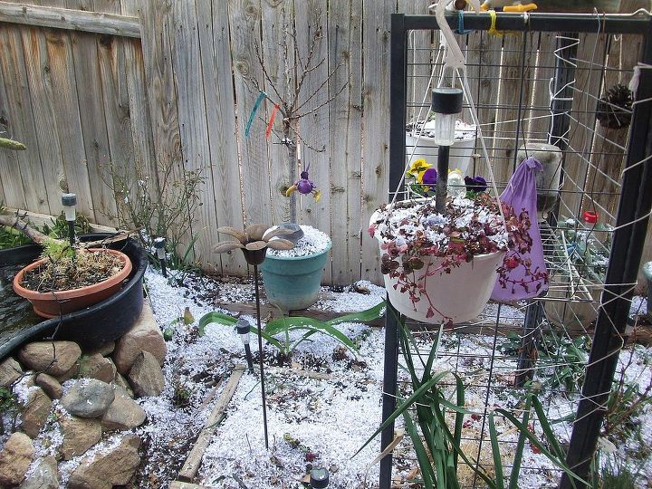 my garden snow, flowers, gardening, My Desert SNOW earth worm Goodies