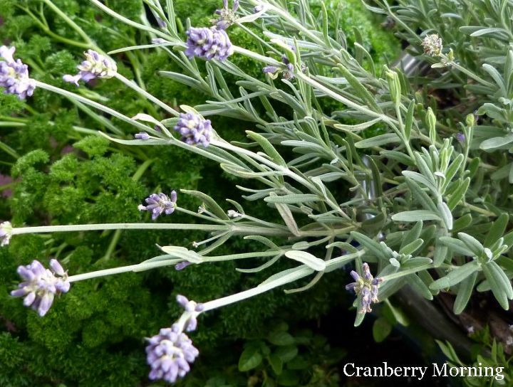 growing botanicals for my homemade vegan soaps, gardening, Parsley and lavender I want to try to expand my lavender crop next year It s a little difficult to winter it over in our climate and barely survives on the window seat in the winter Lavender for Lavender Bud Vegan Soap