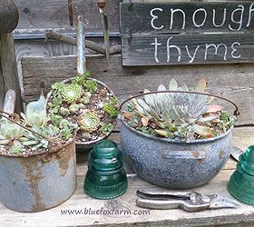 glass in the garden add some sparkle, gardening, succulents, Blue granite ware planted with succulents combine well with old vintage glass insulators http www bluefoxfarm com antique glass insulators html