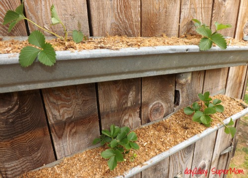 upcycle gutters into a strawberry planter, gardening, repurposing upcycling
