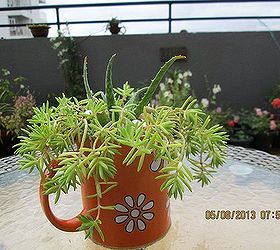 succulents in a cracked mug, flowers, gardening, succulents