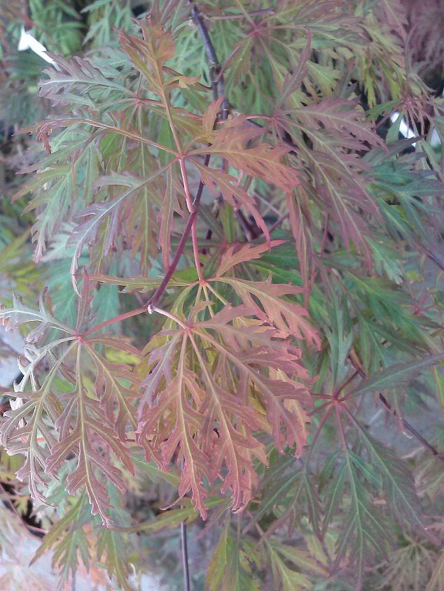 my love affair, Orangeola