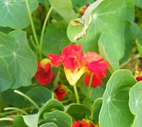 nasturtiums, gardening, The happy round leaves just dance in the garden and grow in and around other plants