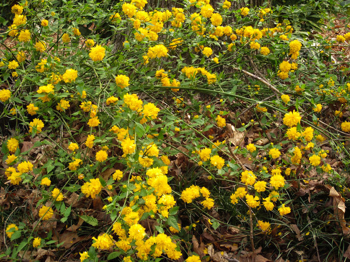 q anyone recognize this spring flowering shrub something a little different for a, flowers, gardening, A broad view of this shrub