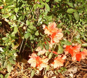 q two or three of my azaleas not the ones that are supposed to bloom twice have, flowers, gardening