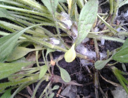 somethings killing blacked eyed susans, gardening