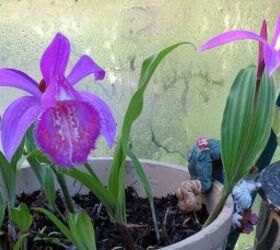 my spring garden, flowers, gardening, outdoor living, succulents, Terrestrial orchid