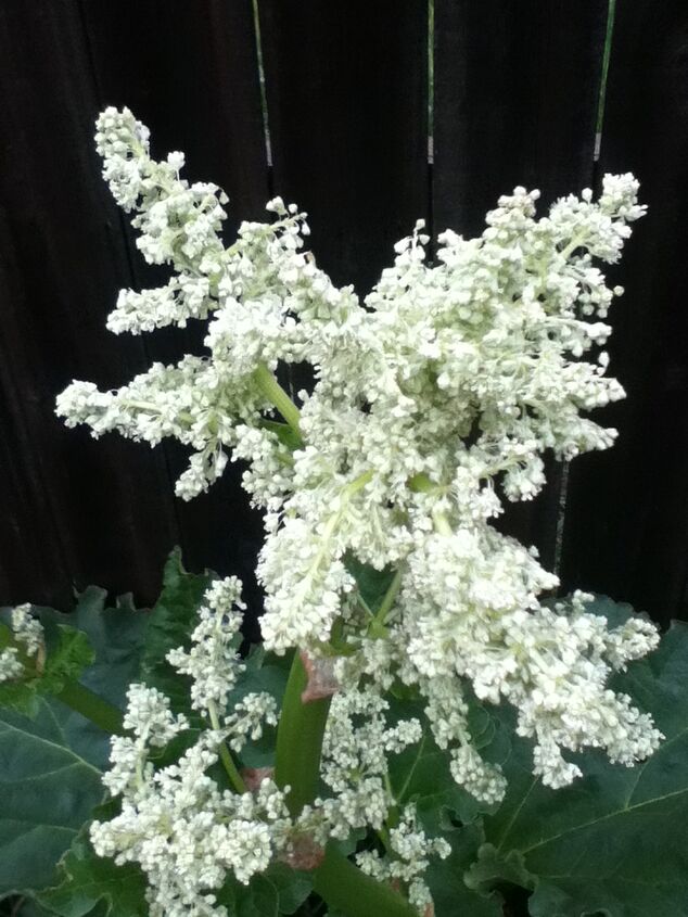 q a mystery plant has shown up in my flower bed any one know what it is, flowers, gardening