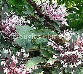 tropical treats from fairchild botanic garden, gardening, It is not surprising why Clerodendrum quadriloculare has the common name of Starburst or Shooting Star