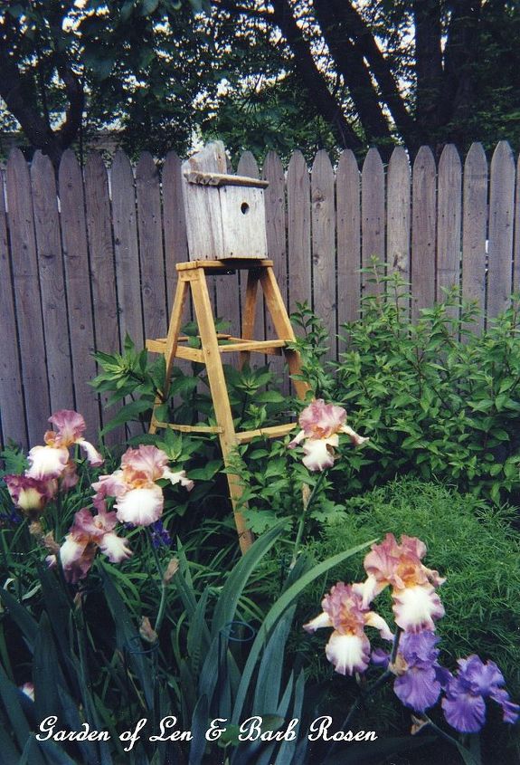 a trip down memory lane my former garden, flowers, gardening, outdoor living, patio, a birdhouse ladder with bearded iris