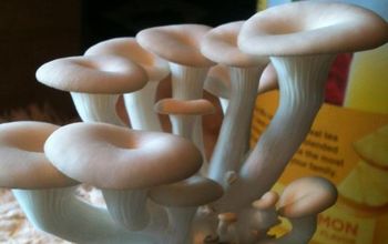 Home Mushroom Growing: Part 2