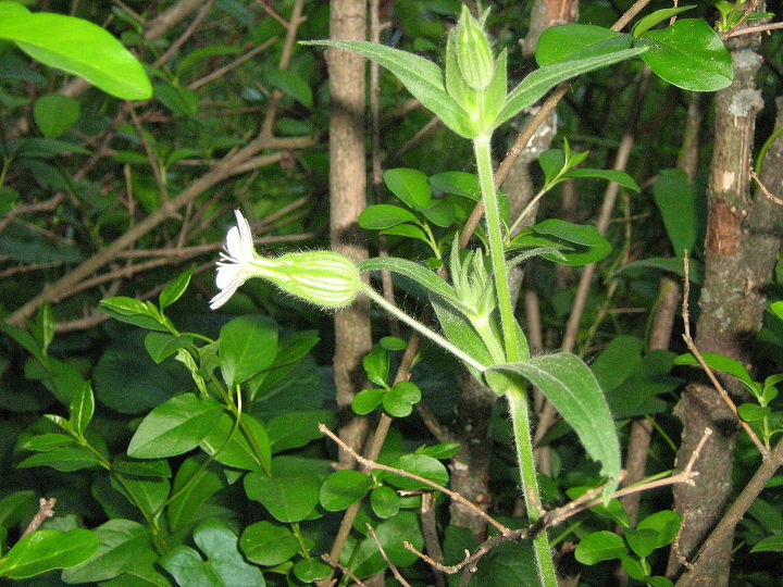 can you name these michigan weeds are they indeed weeds