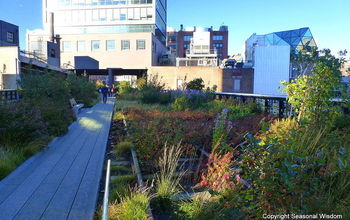 The High Line in NYC Takes Root!