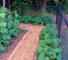 my vegetable garden, gardening, I believe the right side is Zucchini Green Peppers along the back