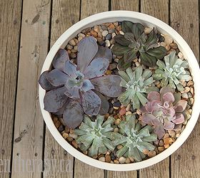 how to make a modern indoor echeveria planter win the planter, flowers, gardening, succulents, Top the soil with polished river stones