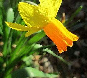 signs of spring at our fairfield home garden, gardening, Daffodil Jet Fire