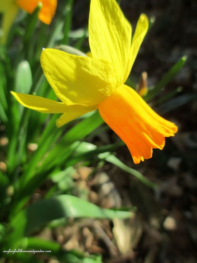 signs of spring at our fairfield home garden, gardening, Daffodil Jet Fire