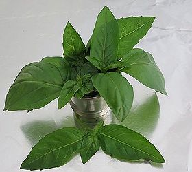 six basil varieties to try, flowers, gardening, Genovese is the pesto lovers basil This popular Italian variety is renowned for cooking