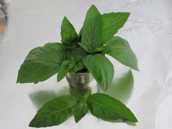 six basil varieties to try, flowers, gardening, Genovese is the pesto lovers basil This popular Italian variety is renowned for cooking