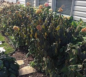 hydrangeas, flowers, gardening, hydrangea