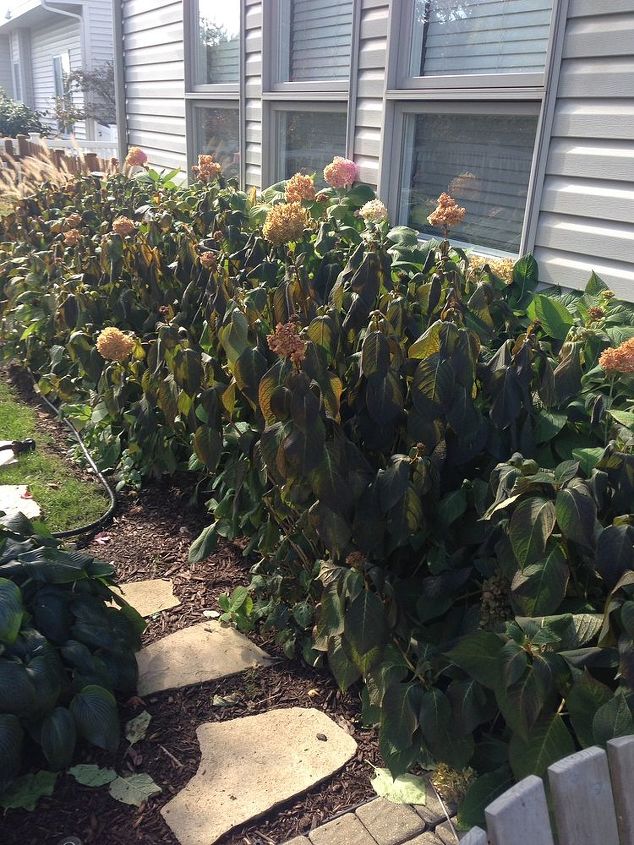 hydrangeas, flowers, gardening, hydrangea