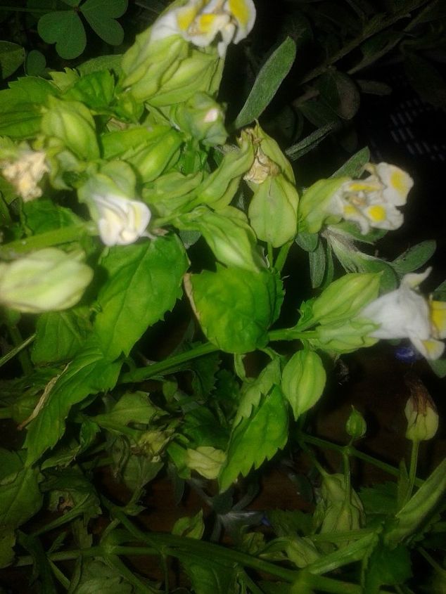 help, flowers, gardening, and what is this annual these have white and yellow flowers