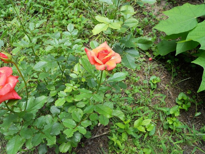 can someone tell me what kind of flower this is, flowers, gardening