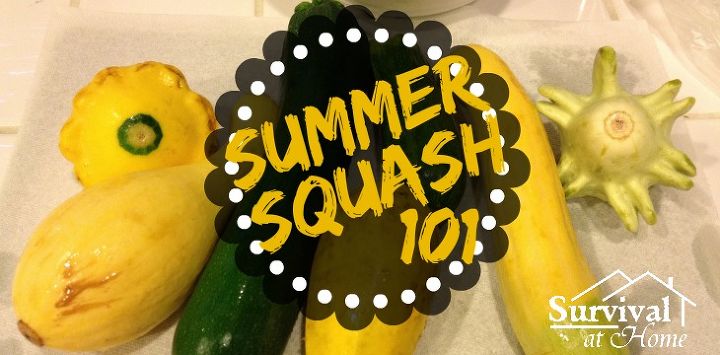 summer squash 101, flowers, gardening