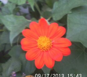 so happy we still have flowers blooming and a few butterflies, flowers, gardening, pets animals