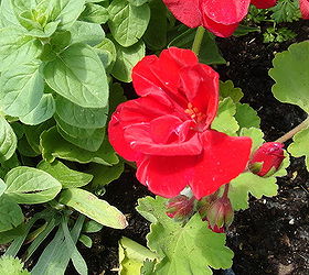 10 great friends veggie garden companion plants, flowers, gardening, 8 Geraniums repel cabbage worms and Japanese beetles