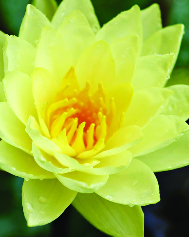 nenfares resistentes populares para su estanque, Chromatella Flor amarilla de 4 a 6 Hojas verdes y bronceadas Sol total o parcial