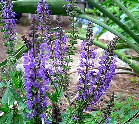 my garden s got the blues and purples, gardening, A mystery salvia sold to my local nursery as Salvia nemorosa May Night which it is not This plant is a much lower grower