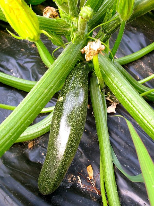 6 ways to control squash bugs in your garden, gardening, pest control, Prevention and control is the most important thing Picking off adult bugs and eggs is 1