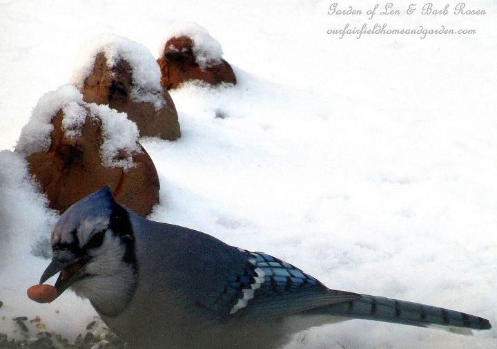 feed the birds, wildlife animals, Bossy Bluejay chases everyone away to grab a peanut