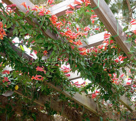 why crossvine is a great pergola plant, Looking up