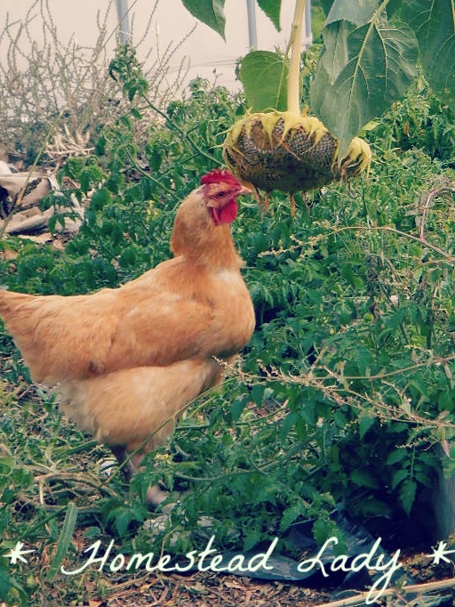 why i keep chickens, gardening, homesteading, pets animals