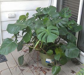 split leaf philodendron in n georgia can it survive the winter